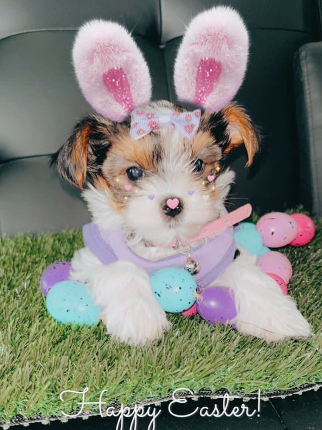Yorkshire Terrier Puppies media 18