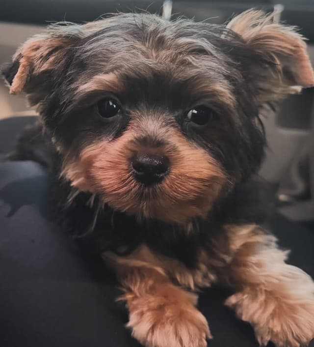 Yorkshire Terrier Puppies media 3