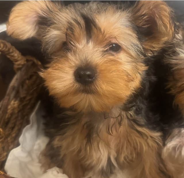 Yorkshire Terrier Puppies media 20