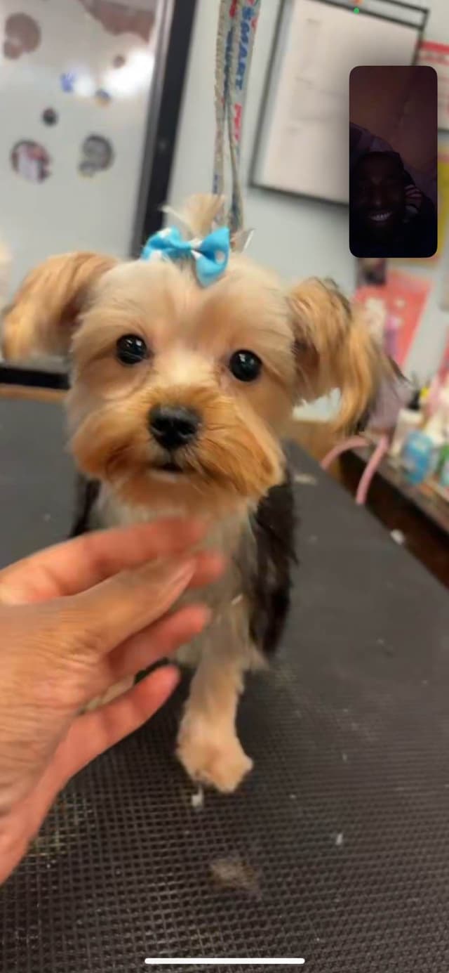 Yorkshire Terrier Puppies media 21