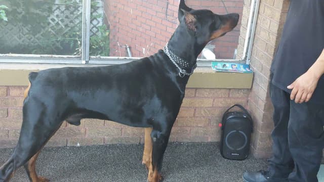 Doberman Pinscher Puppies media 14