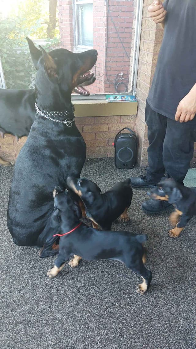 Doberman Pinscher Puppies media 16
