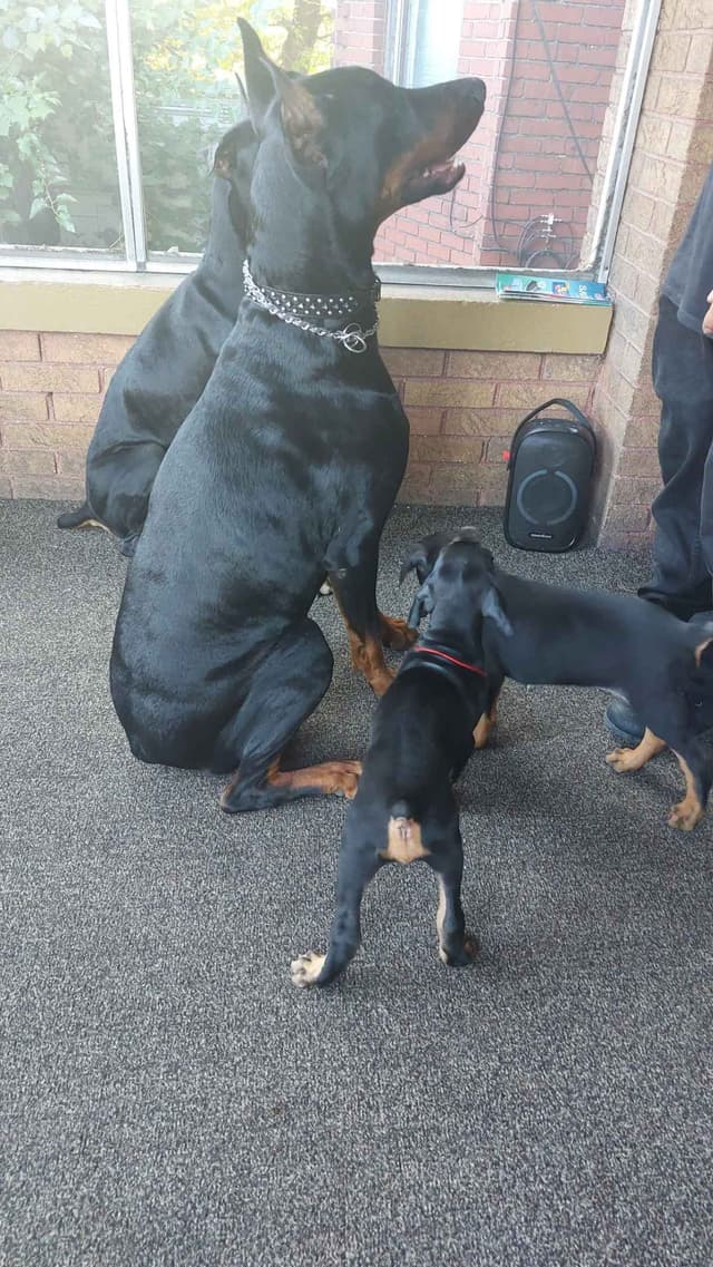 Doberman Pinscher Puppies media 17