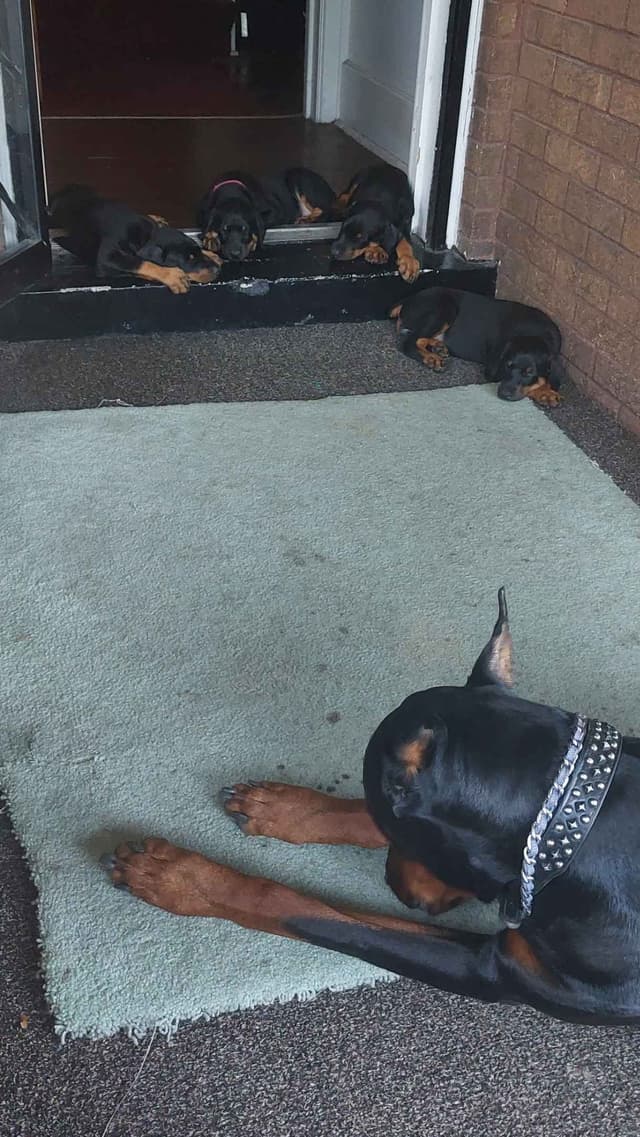 Doberman Pinscher Puppies media 20