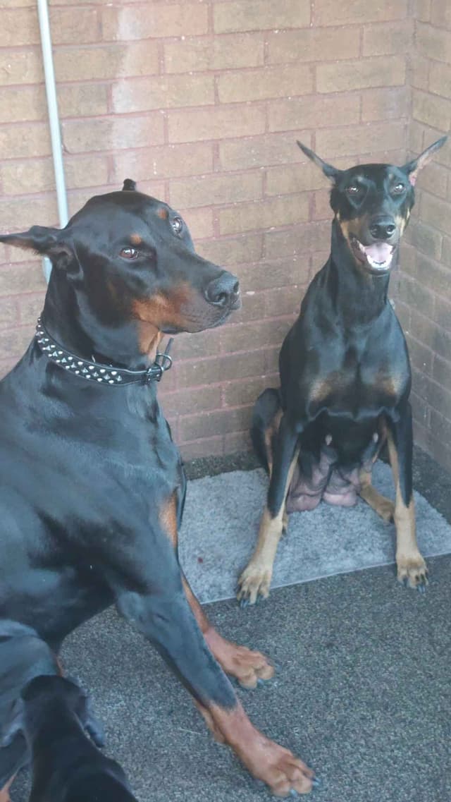 Doberman Pinscher Puppies media 18