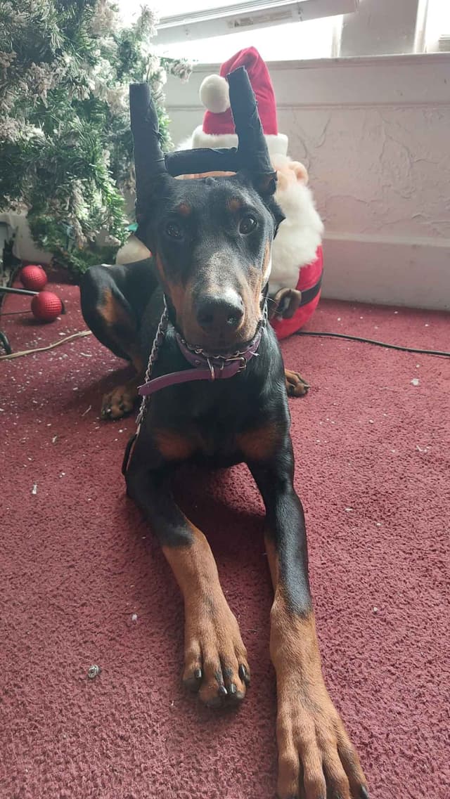 Doberman Pinscher Puppies media 5
