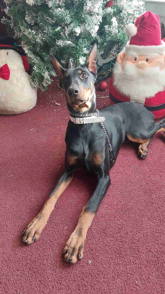 Doberman Pinscher Puppies media 6