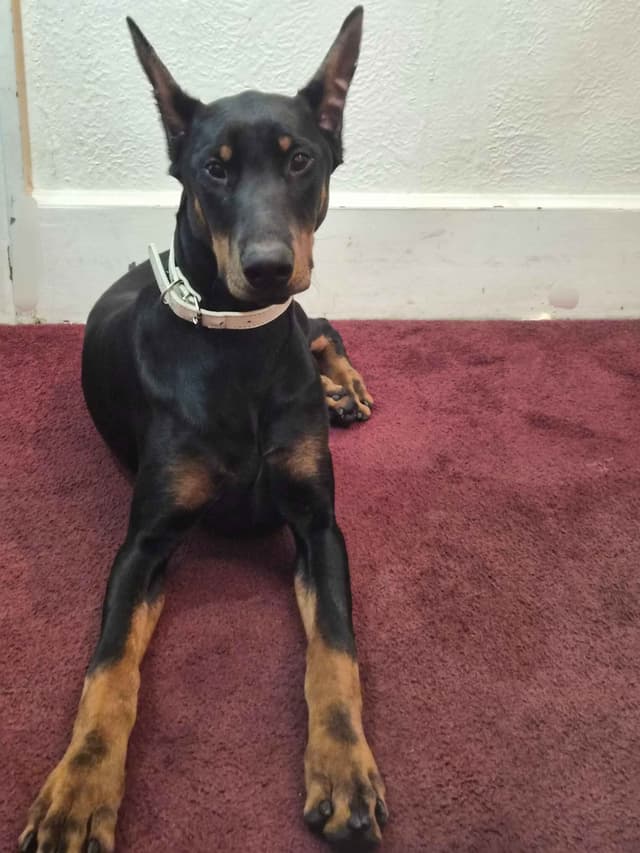 Doberman Pinscher Puppies media 9