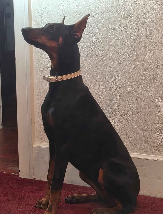 Doberman Pinscher Puppies media 10
