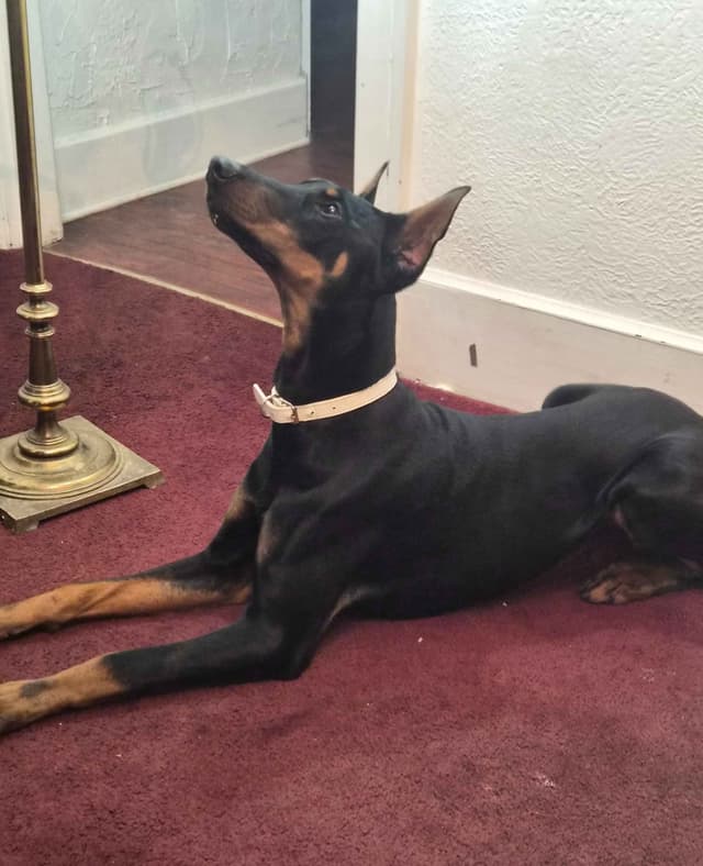 Doberman Pinscher Puppies media 8