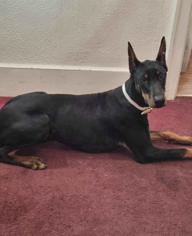 Doberman Pinscher Puppies media 12