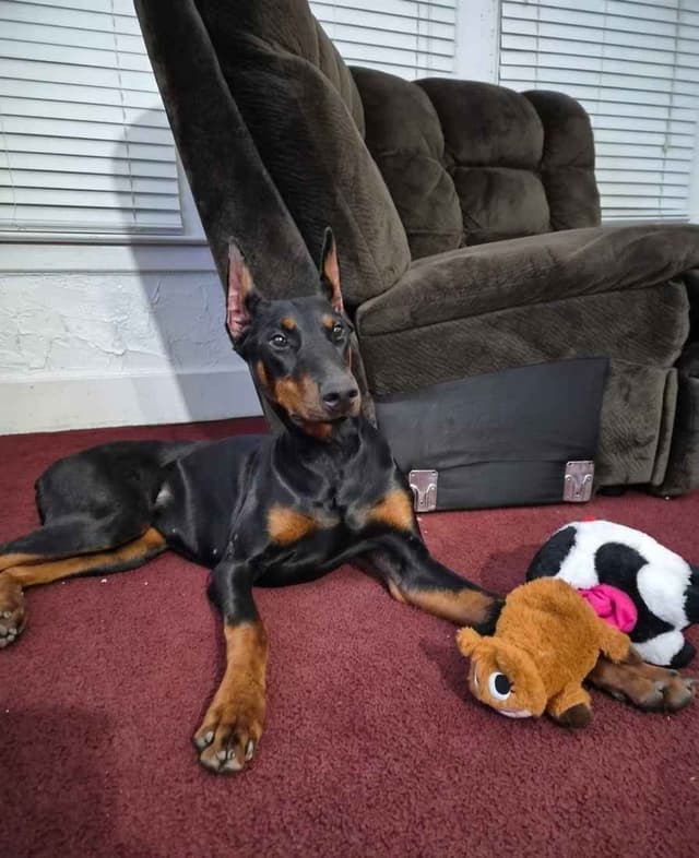 Doberman Pinscher Puppies media 4