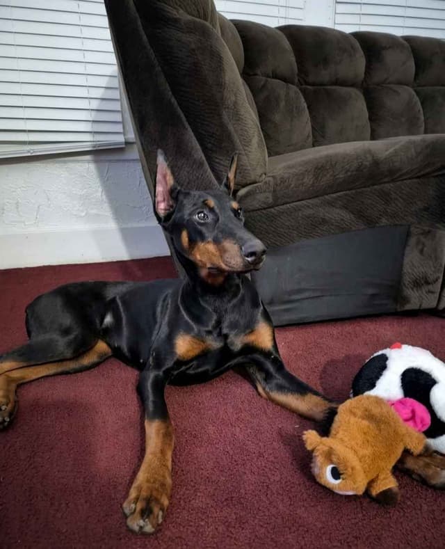 Doberman Pinscher Puppies media 3
