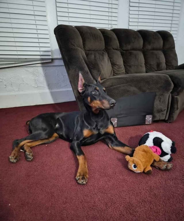 Doberman Pinscher Puppies media 2