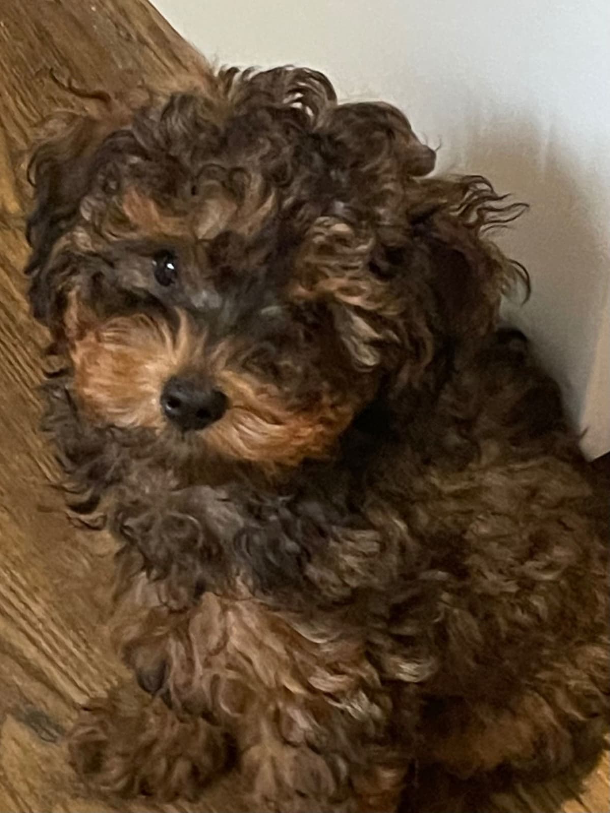 Poodle Puppies breeder image 1