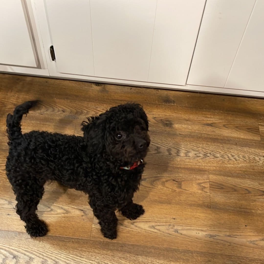 Poodle Puppies breeder image 2