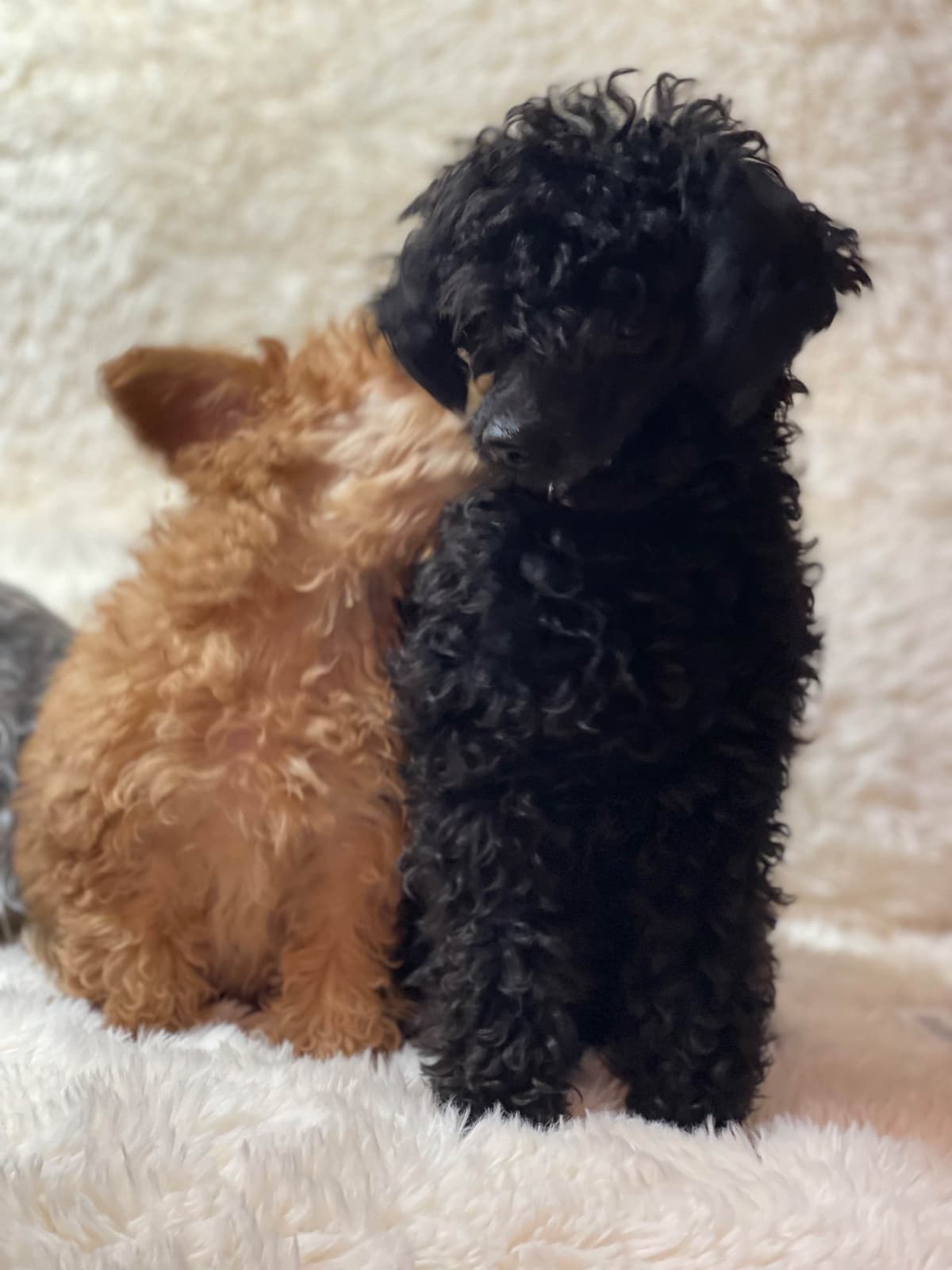 Poodle Puppies breeder image 5