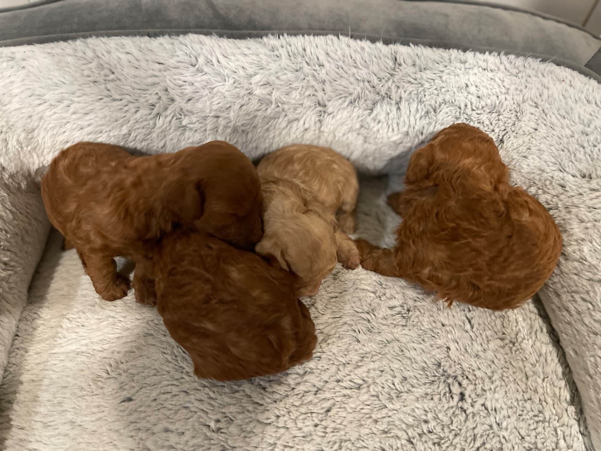 Poodle Puppies breeder image 6