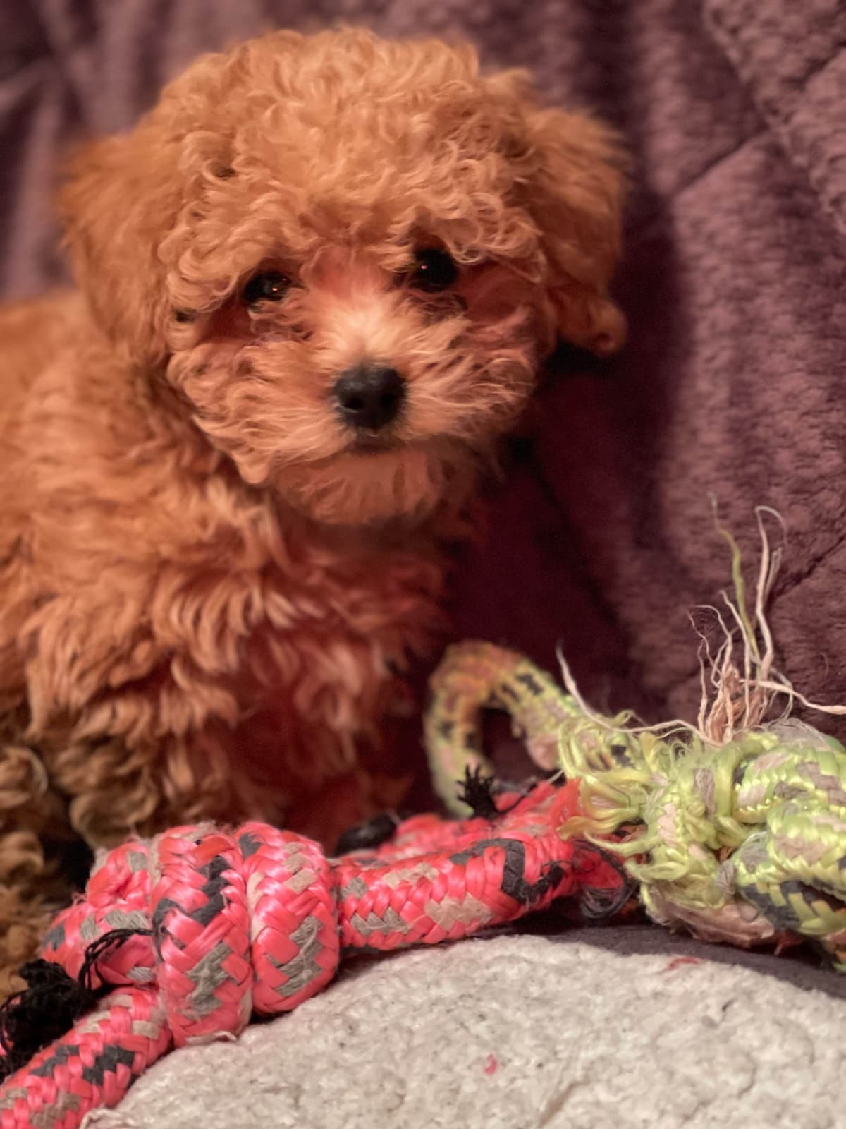 Poodle Puppies breeder image 8