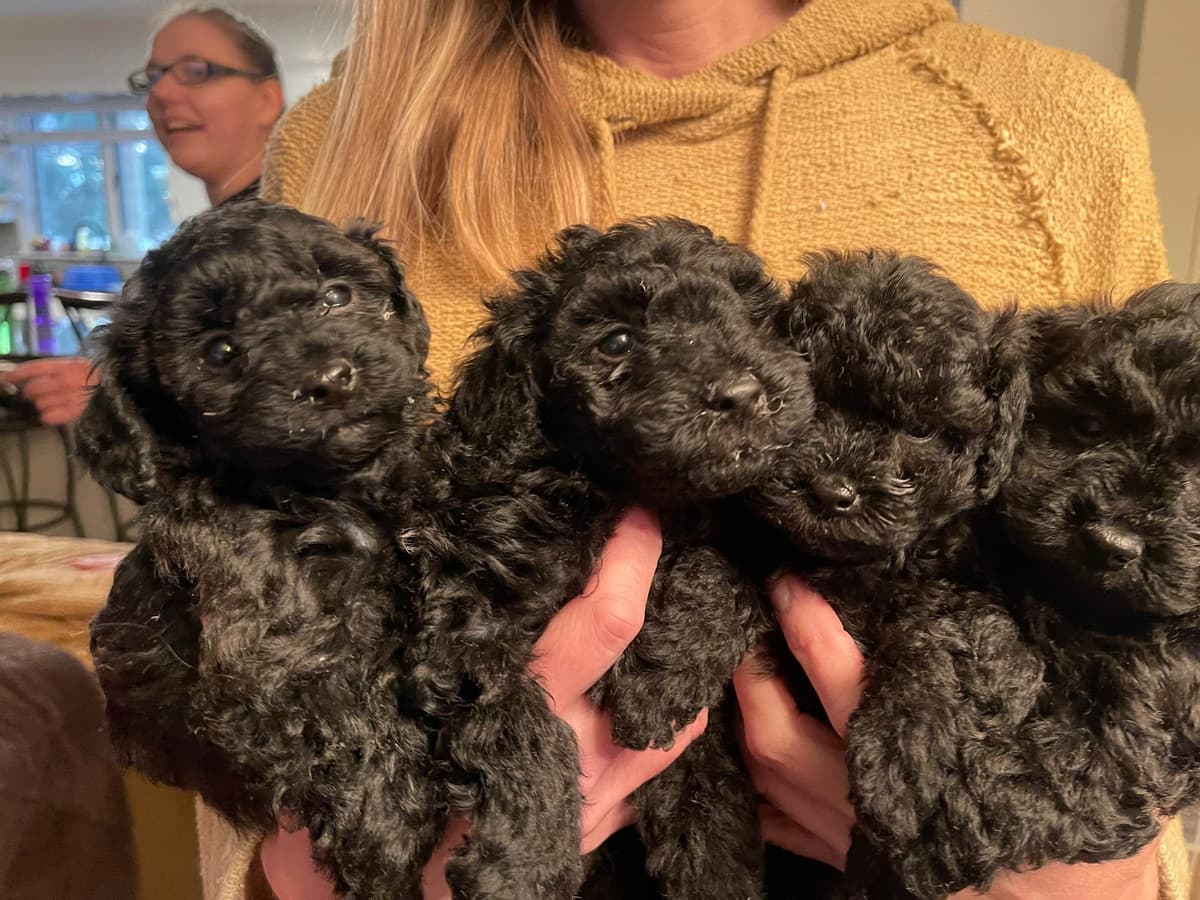 Poodle Puppies breeder image 7