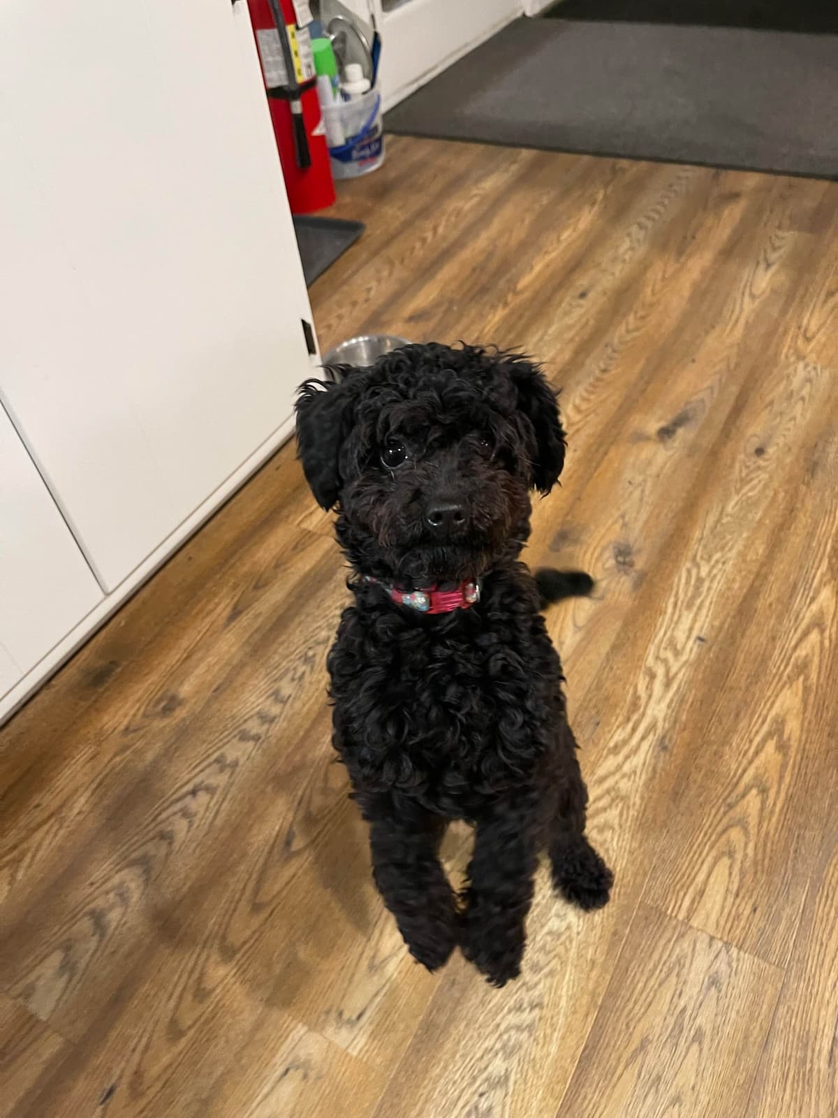 Poodle Puppies breeder image 11