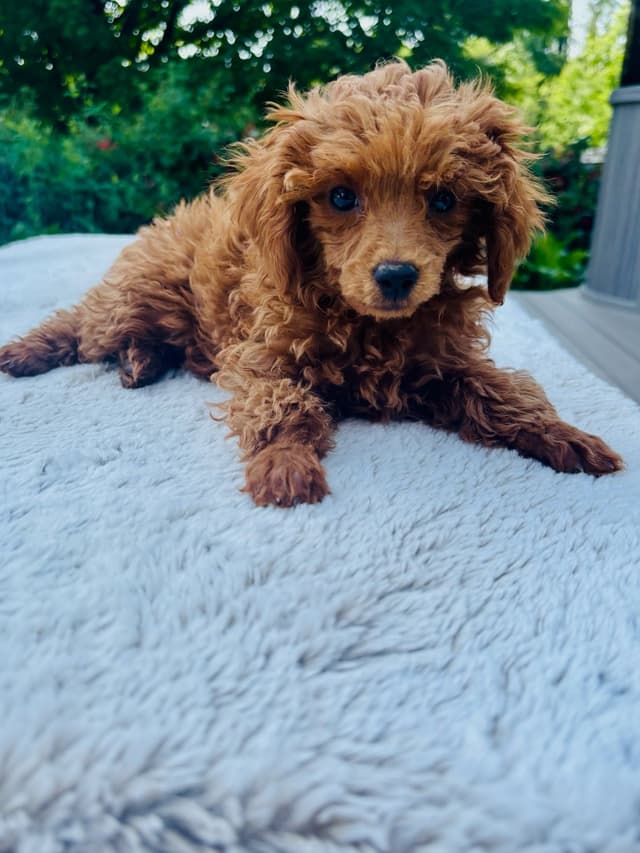 Poodle Puppies media 2