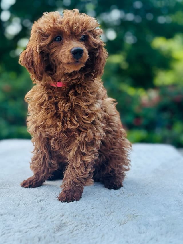Poodle Puppies media 4