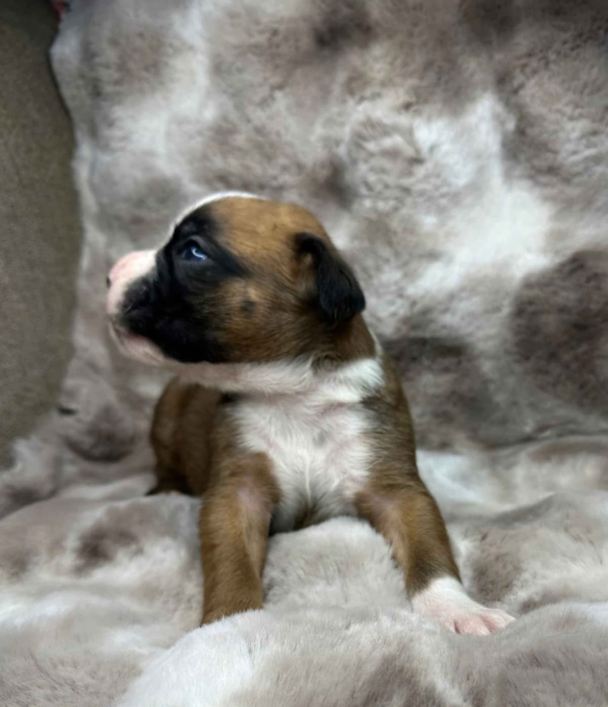 Boxer Puppies breeder image 1