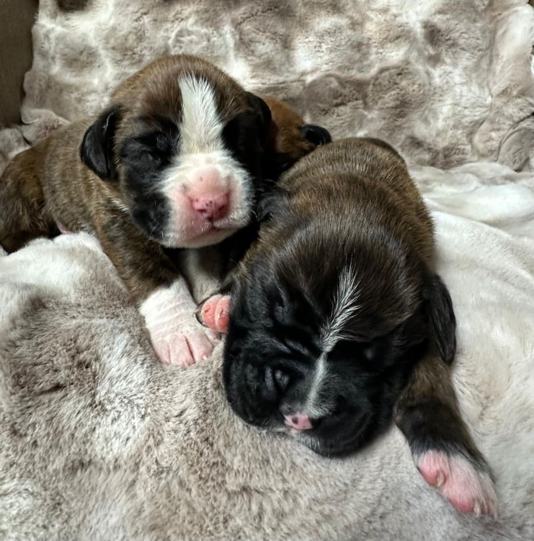 Boxer Puppies breeder image 2