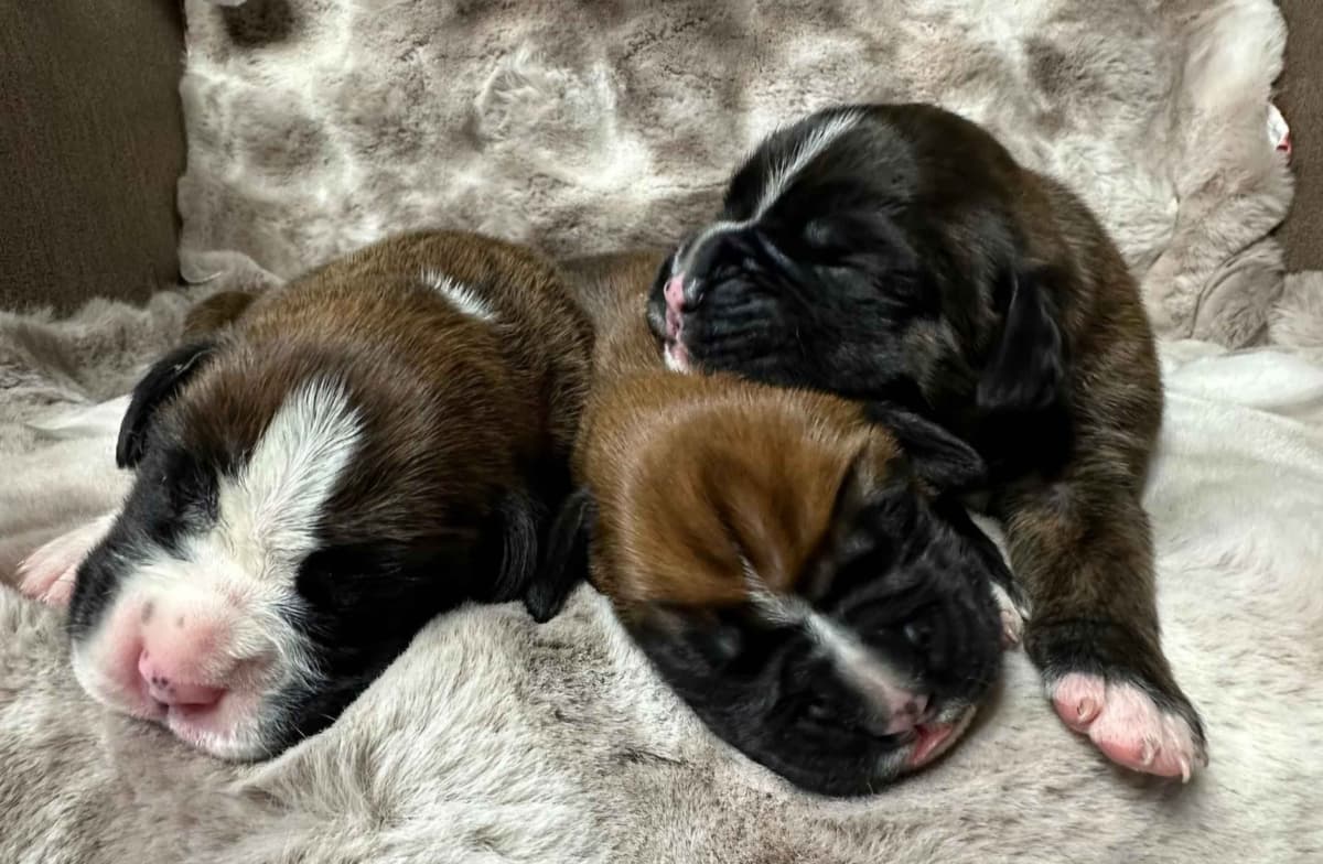 Boxer Puppies breeder image 3