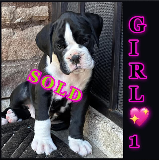Boxer Puppies media 4