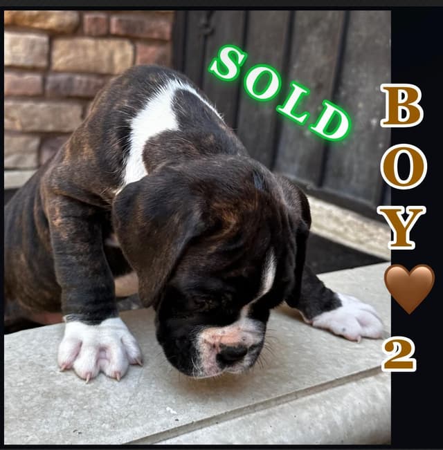 Boxer Puppies media 3