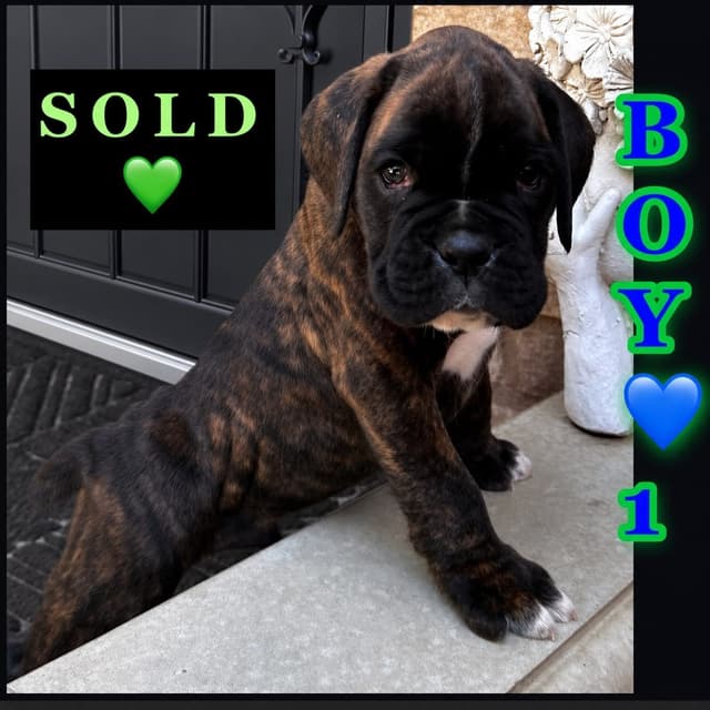 Boxer Puppies media 2