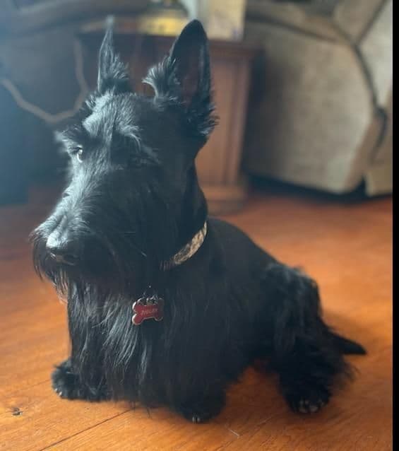 Scottish Terrier Puppies breeder image 1