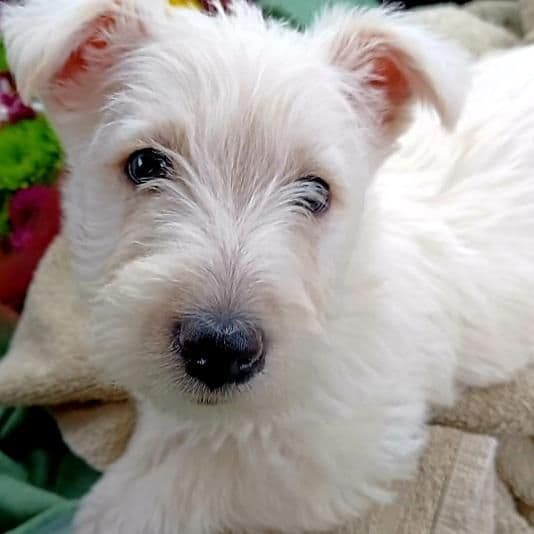 Scottish Terrier Puppies breeder image 2