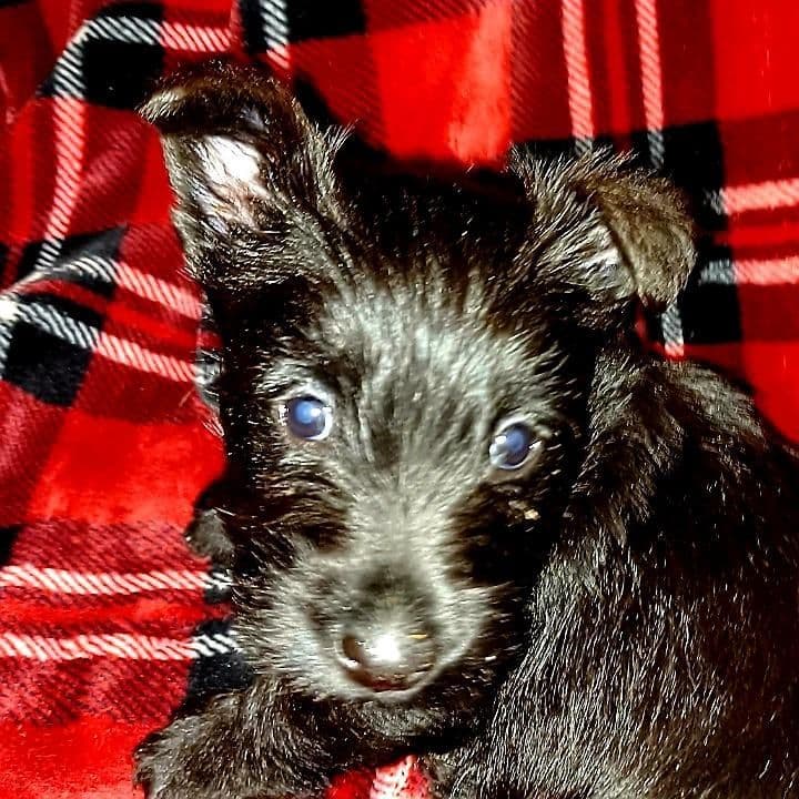 Scottish Terrier Puppies breeder image 3
