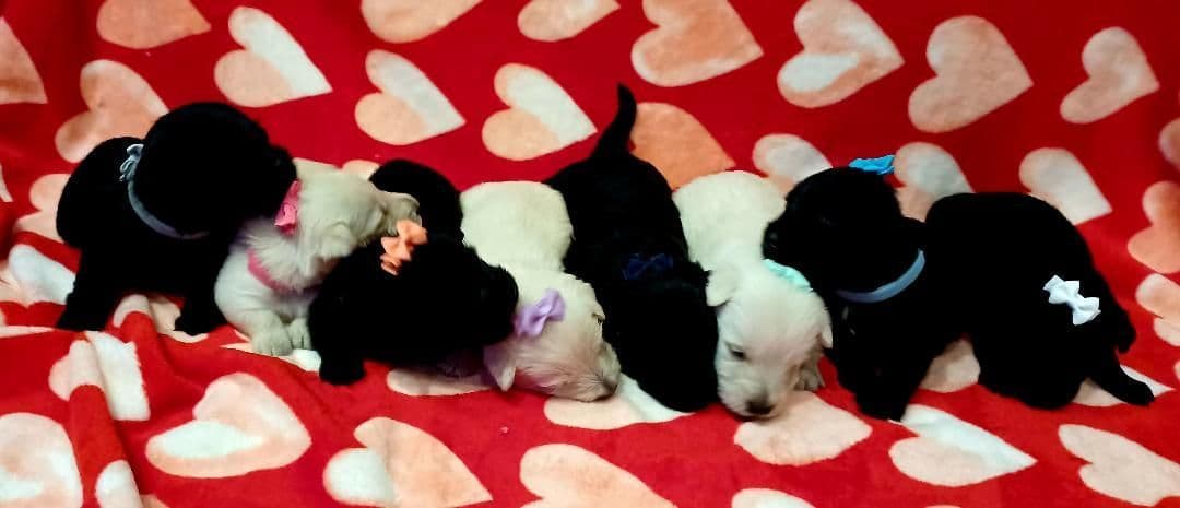 Scottish Terrier Puppies breeder image 4