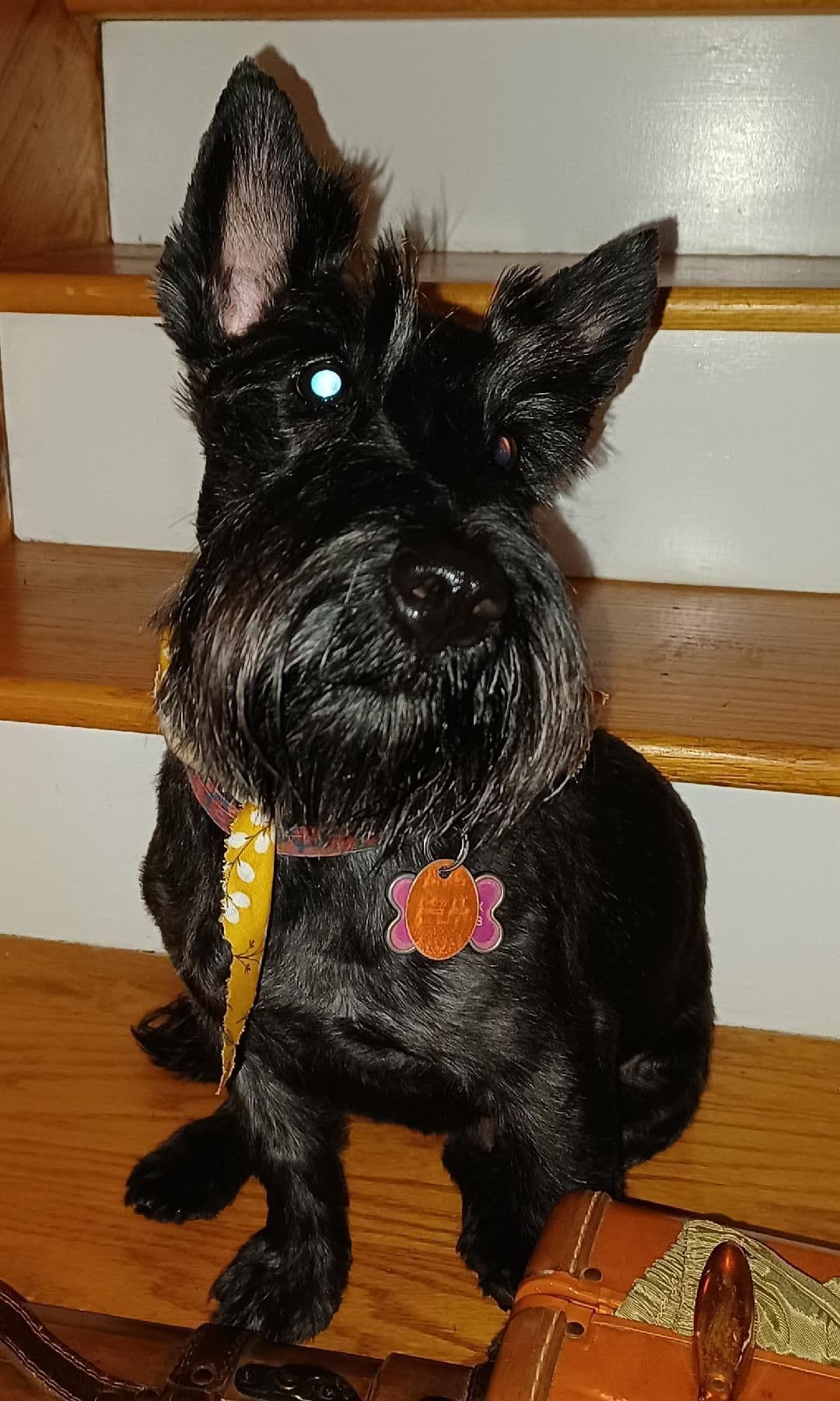 Scottish Terrier Puppies breeder image 6