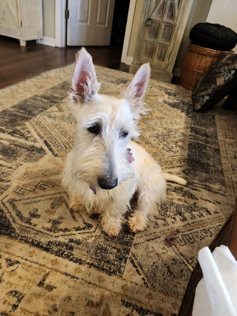 Scottish Terrier Puppies breeder image 7
