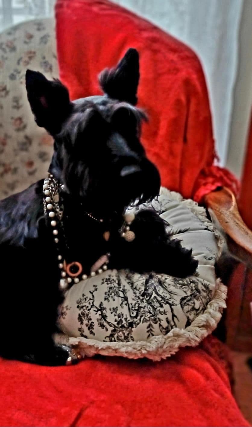 Scottish Terrier Puppies breeder image 9