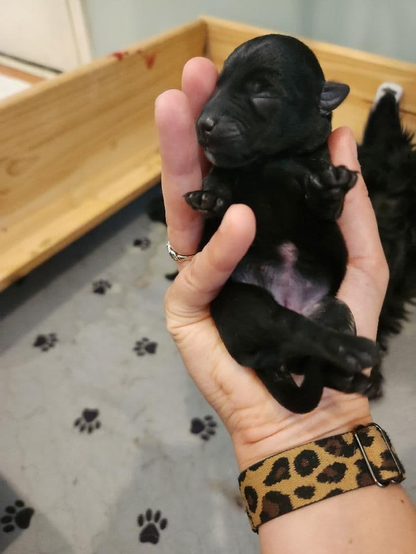 Scottish Terrier Puppies breeder image 11