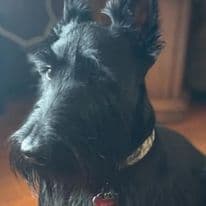 Scottish Terrier Puppies breeder image 12