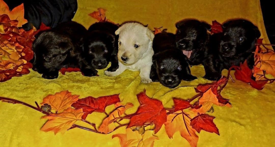 Scottish Terrier Puppies breeder image 13