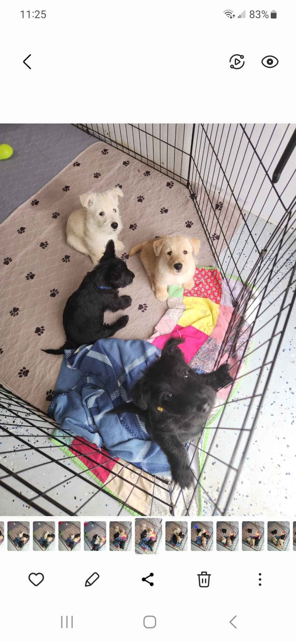 Scottish Terrier Puppies breeder image 14
