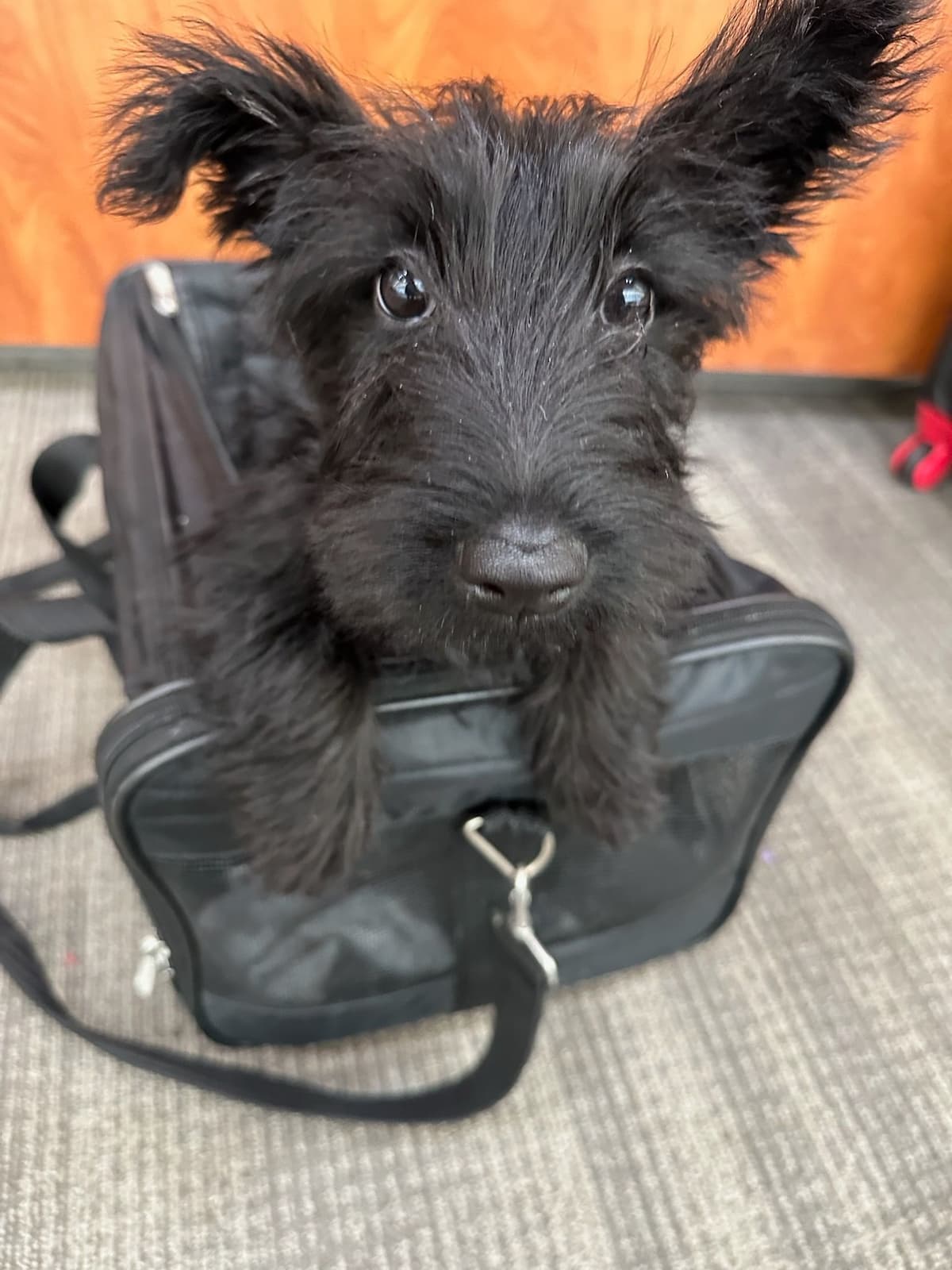 Scottish Terrier Puppies breeder image 15