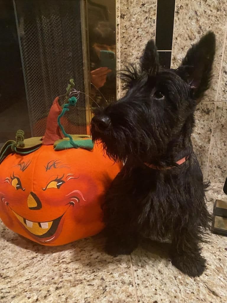 Scottish Terrier Puppies breeder image 17