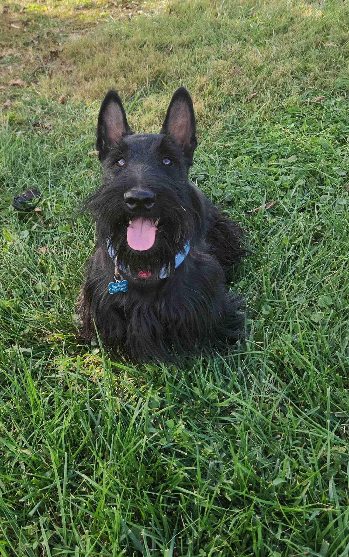 Scottish Terrier Puppies breeder image 18