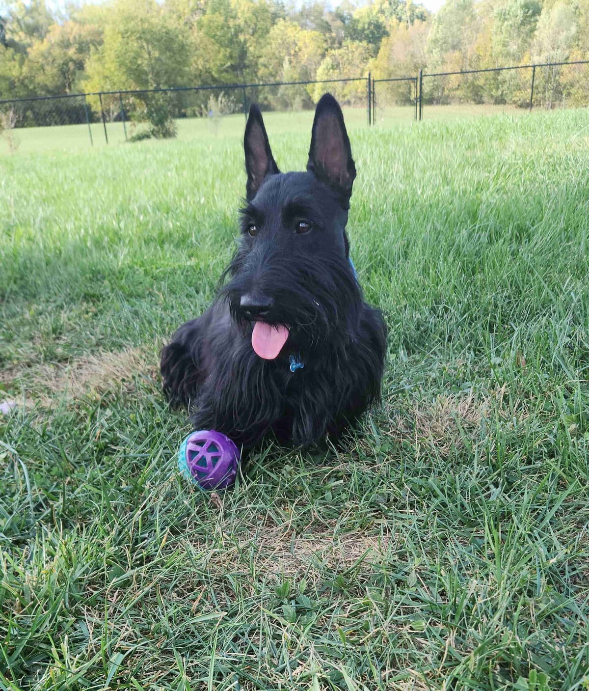 Scottish Terrier Puppies breeder image 20