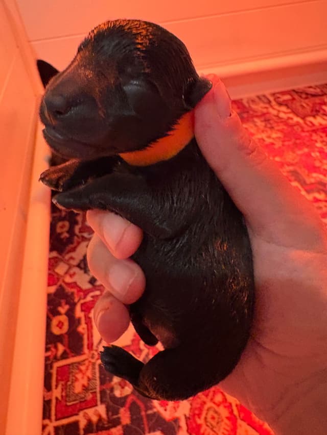 Scottish Terrier Puppies media 4