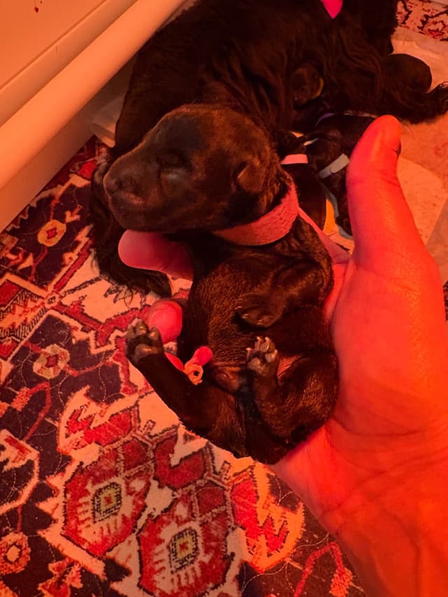 Scottish Terrier Puppies media 3